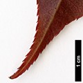 SpeciesSub: var. serrulatum